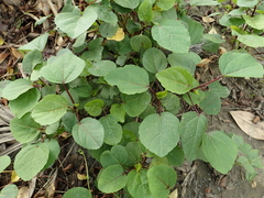 Hibiscus sabdariffa