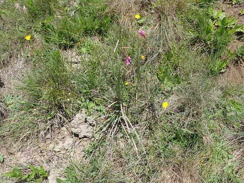 Image of Dierama Cooperi (Dierama cooperi) by no rights reserved