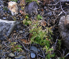 Epilobium glandulosum