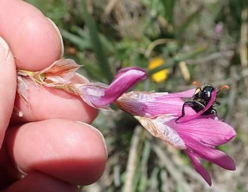 Image of Dierama Cooperi (Dierama cooperi) by no rights reserved