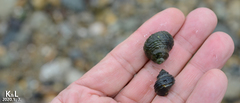 Littorina brevicula