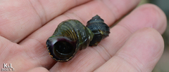 Littorina brevicula