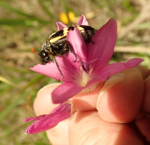 Image of Dierama Cooperi (Dierama cooperi) by no rights reserved