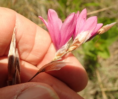 Dierama cooperi