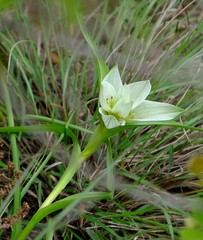 Colchicum striatum