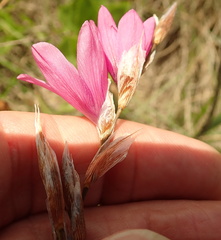 Dierama cooperi
