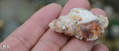 Ceratostoma rorifluum