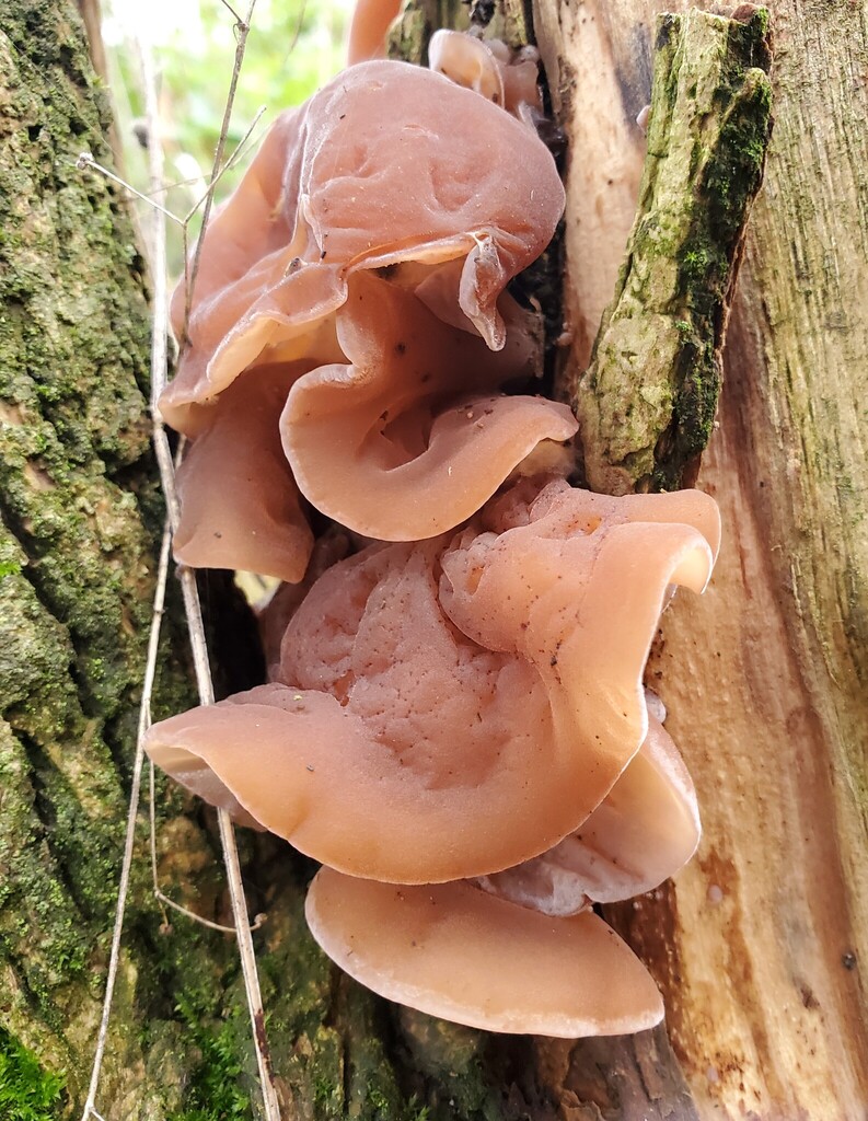 Auricularia auricula-judae · November 2025 · photo: © at54 (iNaturalist, cc0)
