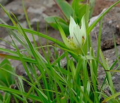 Colchicum striatum