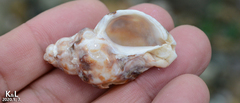 Ceratostoma rorifluum