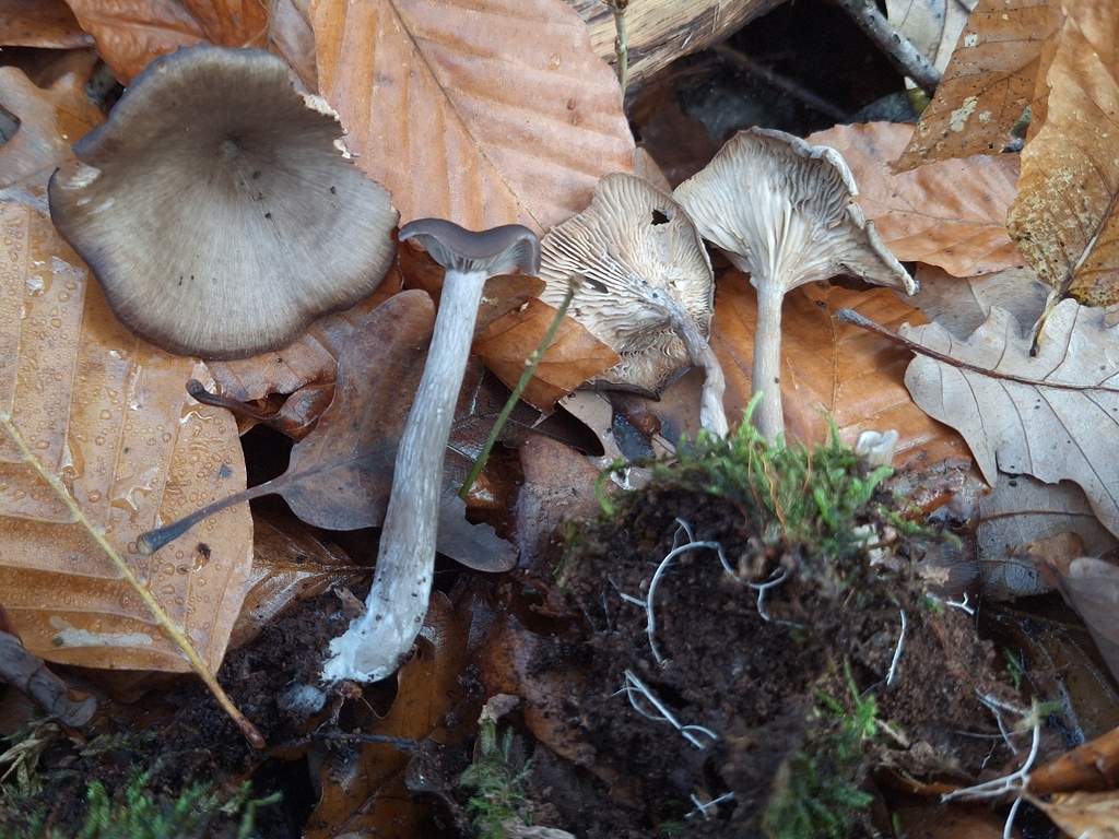 Pseudoclitocybe cyathiformis · November 2025 · photo: © yellowplant (iNaturalist, cc-by)