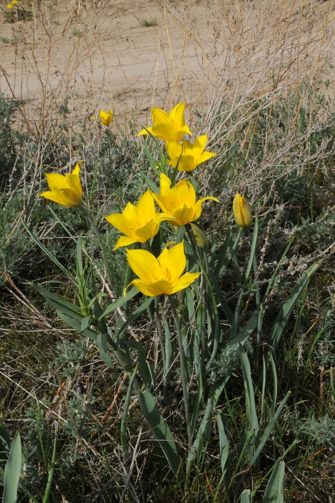 Tulipa kolpakowskiana