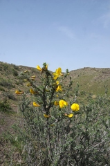Caragana balchaschensis