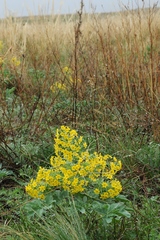 Leontice ewersmannii