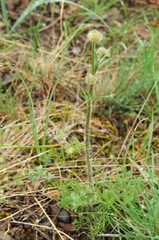 Ranunculus regelianus