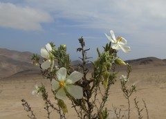 Cristaria integerrima