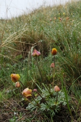 Anemone biflora gortschakowii