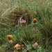 Anemone biflora gortschakowii - Photo (c) vladimir_epiktetov, algunos derechos reservados (CC BY-NC), subido por vladimir_epiktetov