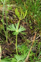 Eranthis longistipitata