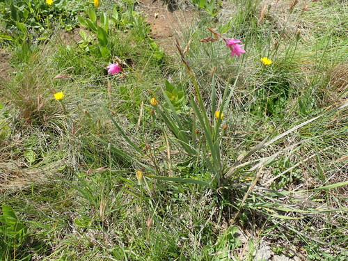 Image of Dierama Cooperi (Dierama cooperi) by no rights reserved
