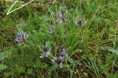 Astragalus kurdaicus