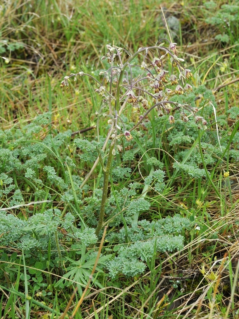 Dwarf Meadow-rue