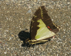 Eurytides dioxippus lacandones