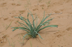 Eremurus anisopterus