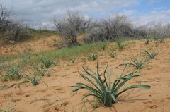 Eremurus anisopterus