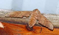 Marumba sperchius