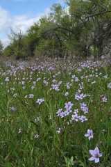 Erodium hoefftianum