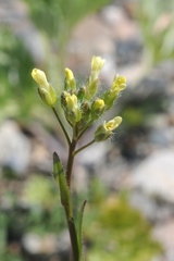 Camelina rumelica