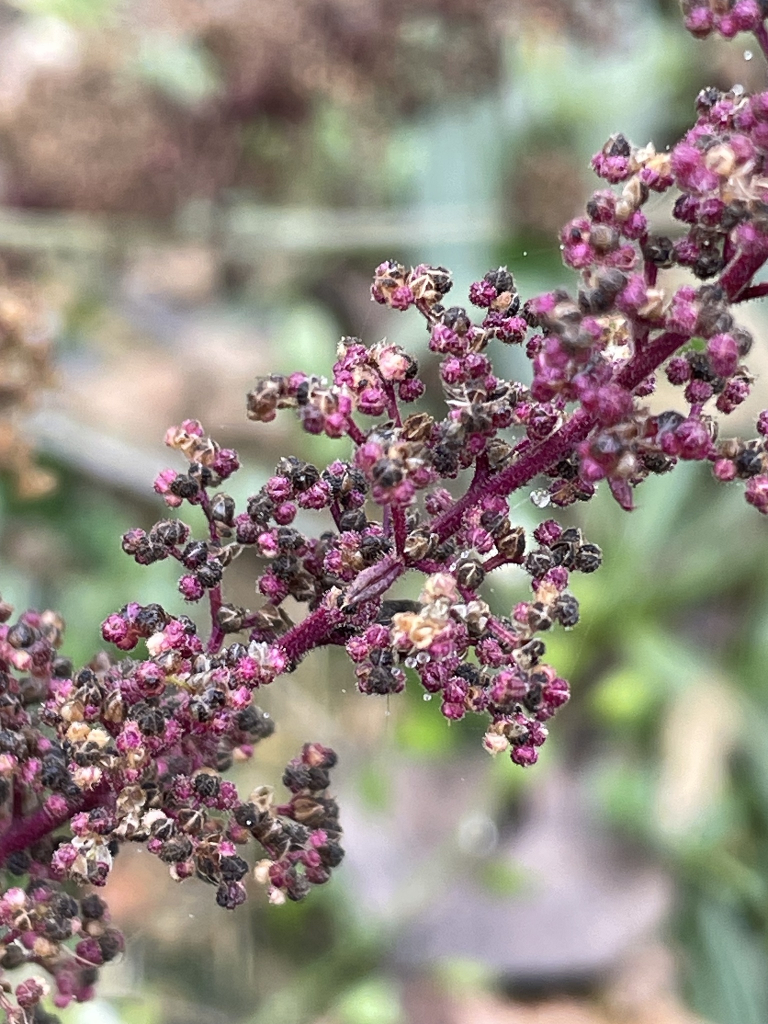 Jerusalem Oak (Dysphania botrys)