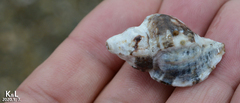 Ceratostoma rorifluum