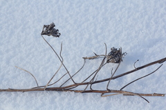 Aconitum barbatum