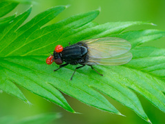 Minettia longipennis
