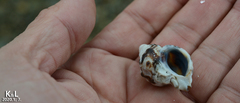 Ceratostoma rorifluum