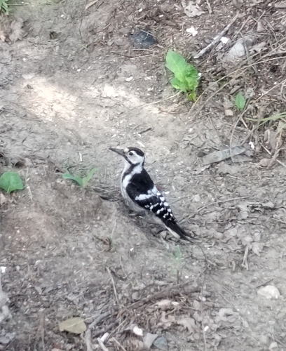 White-backed Woodpecker