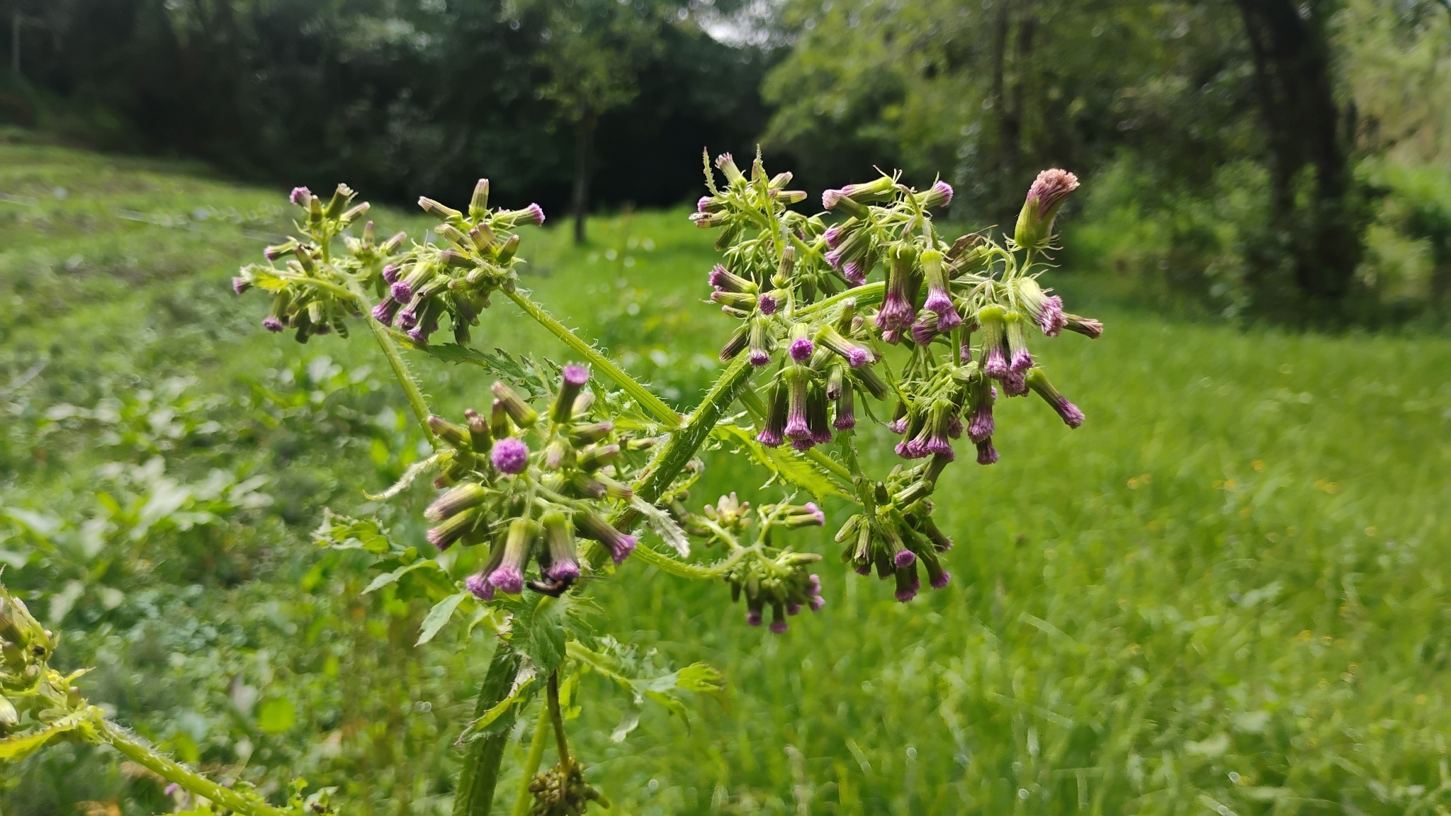Erechtites albiflorus