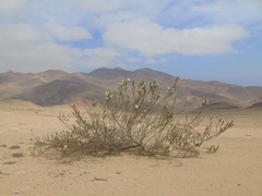 Cristaria integerrima