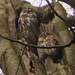 Typical Wood Owls - Photo (c) simon_graesboell, some rights reserved (CC BY-NC), uploaded by simon_graesboell