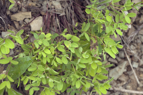 Japanese vetch (Vicia nipponica)