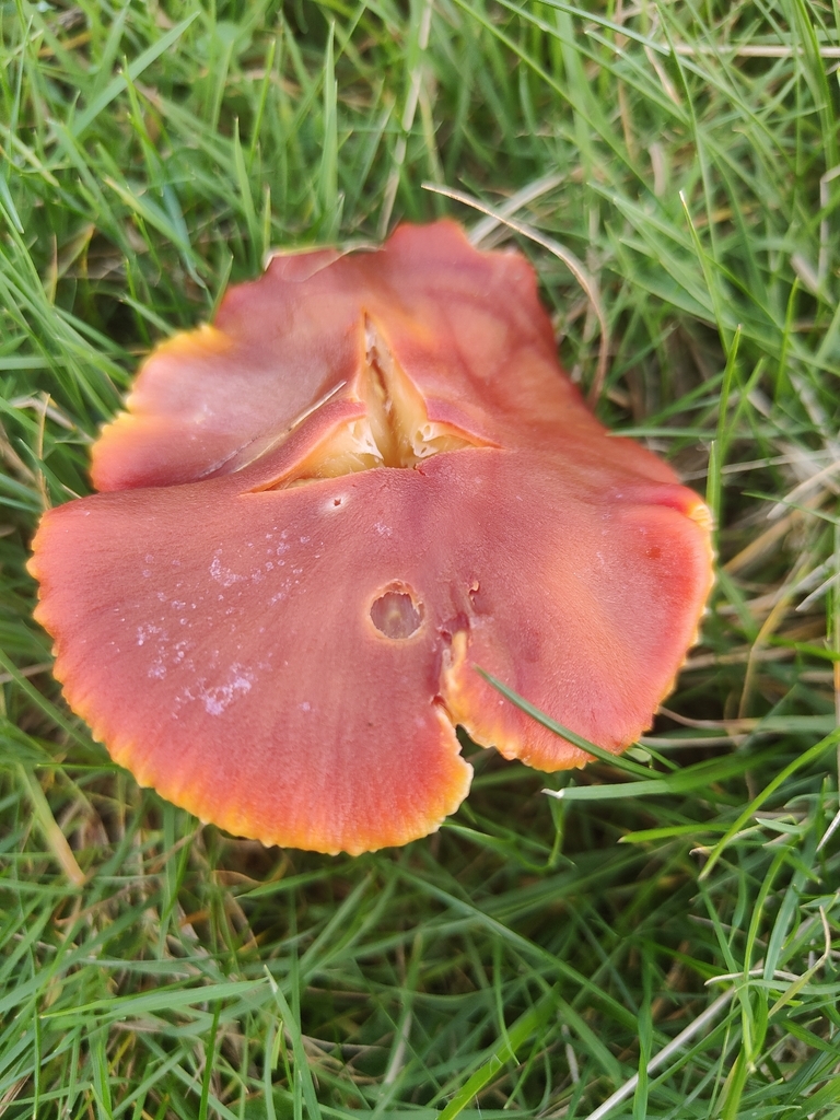 Hygrocybe punicea · November 2025 · photo: © tomhughes97 (iNaturalist, cc-by)