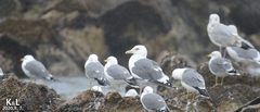 Larus schistisagus