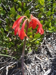 Cyrtanthus fergusoniae