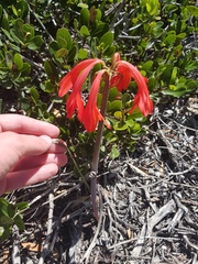 Cyrtanthus fergusoniae