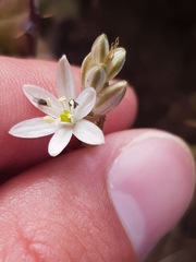 Ornithogalum juncifolium