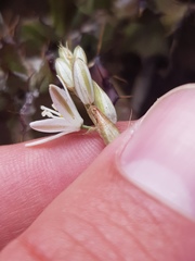 Ornithogalum juncifolium