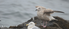 Larus schistisagus