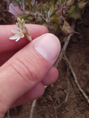 Ornithogalum juncifolium